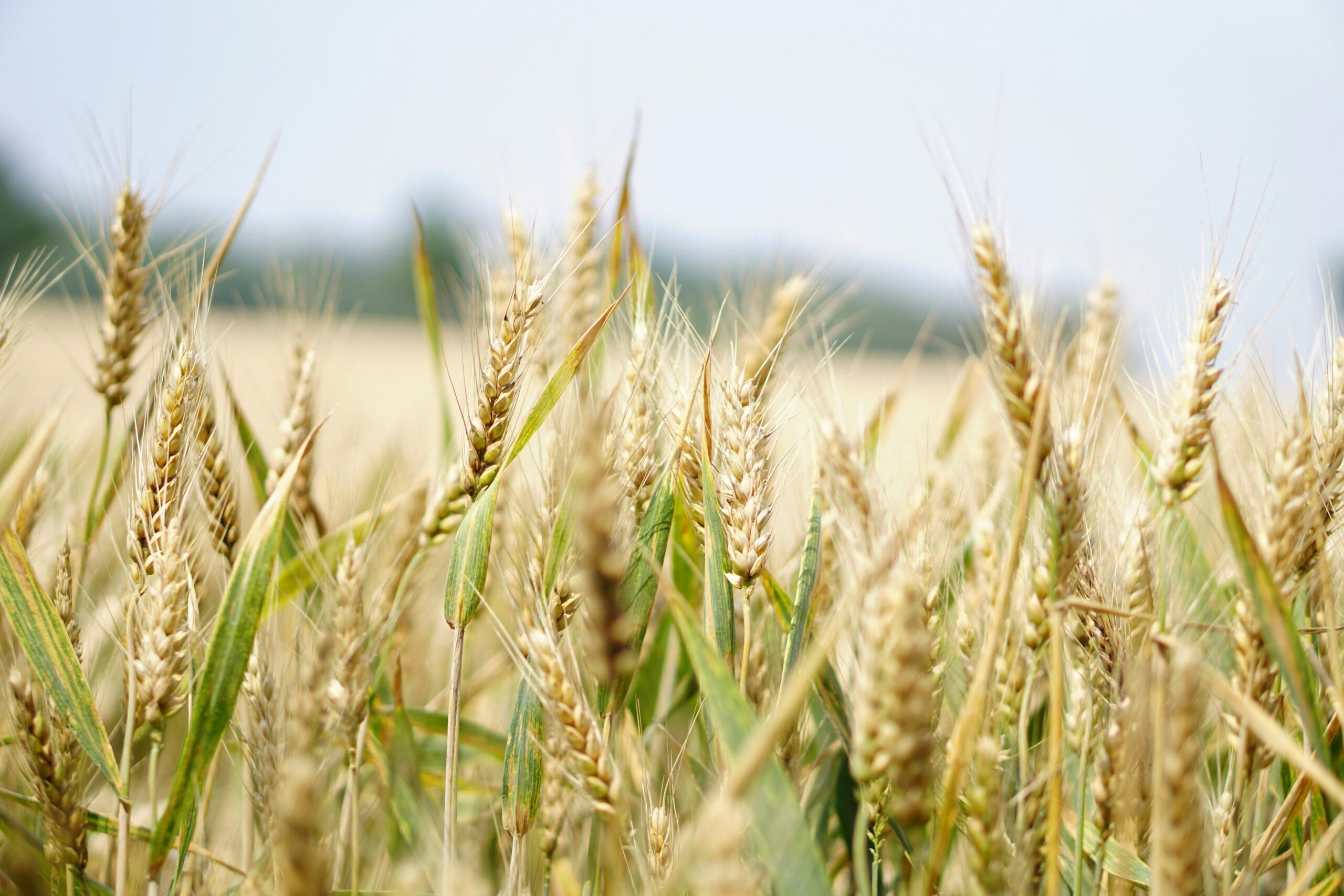 Agricultural Services