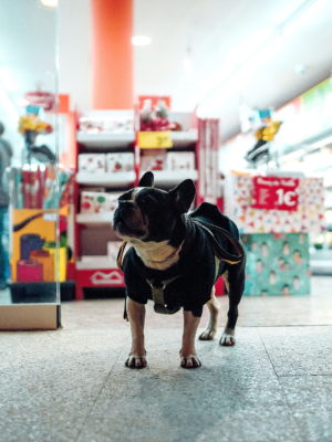 List of Pet Shops